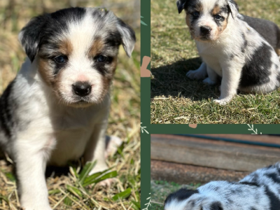Border Collie Puppies
