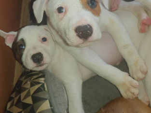 Staffordshire Bull Terrier X Mastiff Pups