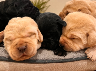 Purebred Labradors