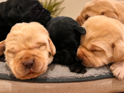 Purebred Labradors