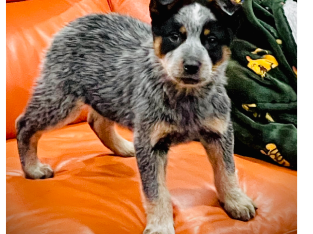 stumpy tale cattle pups