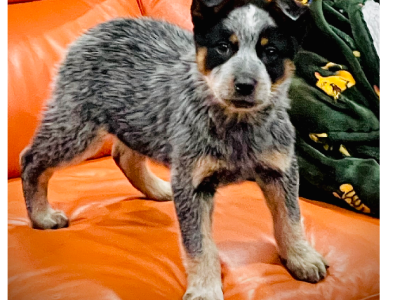 stumpy tale cattle pups