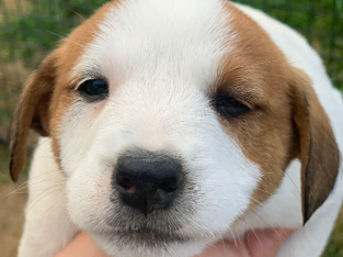 Jack Russell Puppies