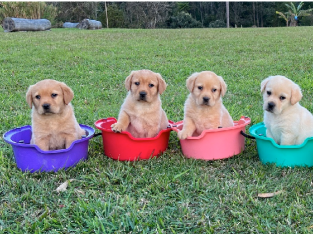 PUREBRED YELLOW LABRADOR PUPPIES FOR SALE