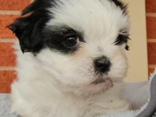 Female Maltese Shih tzu Pups
