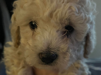 Miniature Poodle Puppies