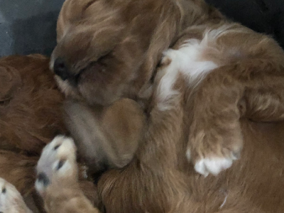 Toy cavoodle toy poodle Tiny Teacup Size