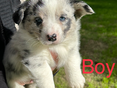 Pure breed Cardigan Corgi puppies , free delivery to Melbourne area