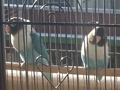 African White Eyering Masked Blue Pair