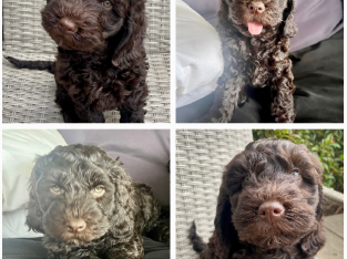 Multigen Spoodle Puppies