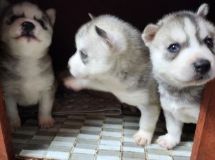 Husky Puppies