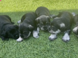 Planned litter October 2024