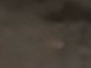 German Shepherd purebred puppies