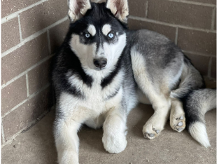 Purebred Siberian husky puppies