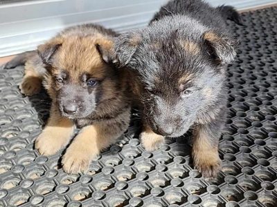 German Shepherd purebred puppies