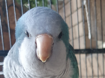 Male quaker parrot