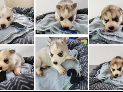 Husky Puppies