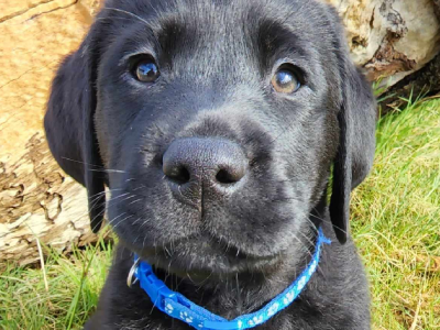 Purebred labrador puppies ready now