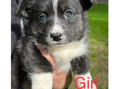 Pure breed Cardigan Corgi puppies , free delivery to Melbourne area