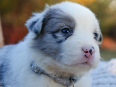 Pedigree Registered Border Collie Puppies