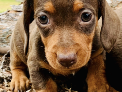 Pure mini Dachshund 09/06/2023 born girl short hair