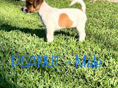 Purebred Jack Russell Broken coat boys
