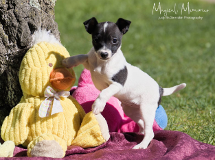 Mini Foxie Purebred with Pedigree Papers