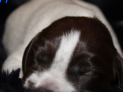 Registered Purebred Puppies