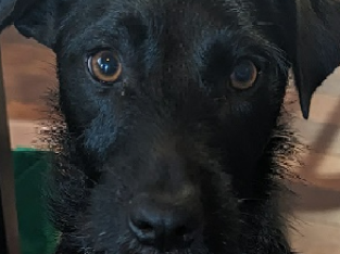 Jack Russell x Patterdale Terrier
