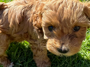 Toy Shoodle Puppies (Toy Poodle x Shih Tzu)