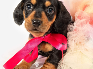 Dachshund puppy