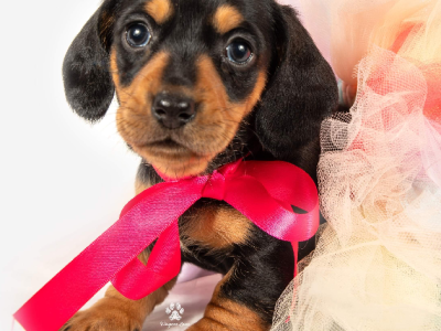 Dachshund puppy