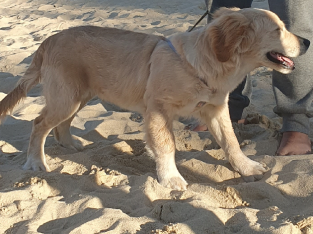 Goldern retreiver male pup