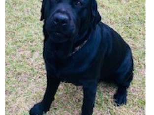 2 Golden Labrador Purebred Puppies