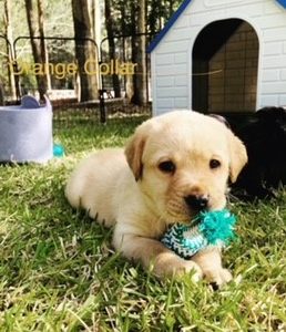 2 Golden Labrador Purebred Puppies