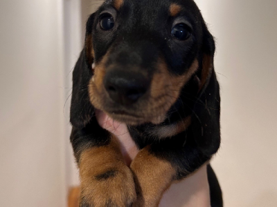 Mini Dachshund Puppies