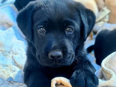 Labrador puppies For Sale
