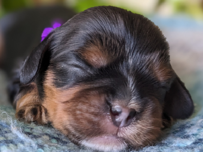 Maisalie Cavalier King Charles Spaniels