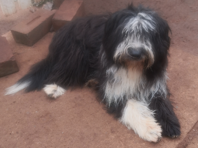 Border Collie X Japanese Spitz.