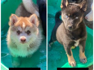 Pomsky Puppies