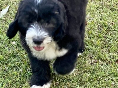 F2 Sheepadoodle