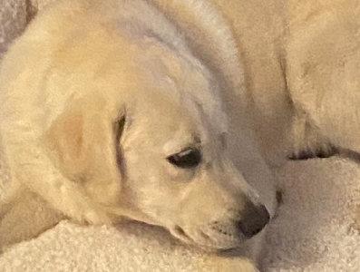 Nine month old Labrador Retriever