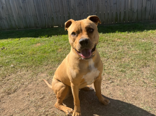 1 yo American Staffy