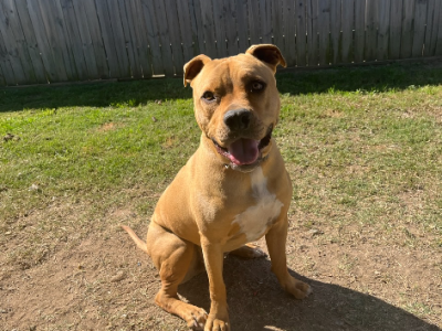 1 yo American Staffy