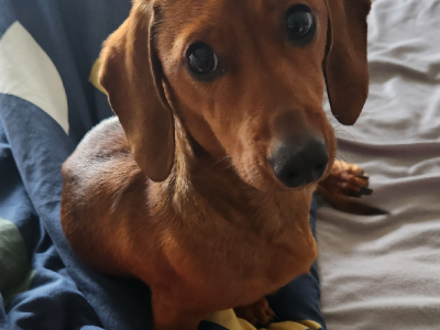 Mini Dachshund, play pen and crate