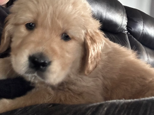 Golden retriever puppies