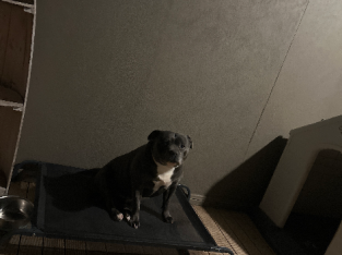 Pure bred English staffy blue