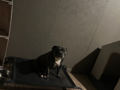 Pure bred English staffy blue