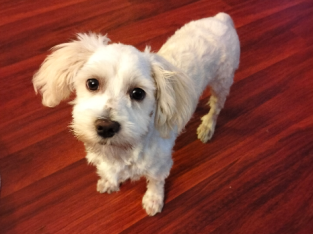 Maltese Shih Tzu Boy for sale