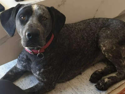 Bull Arab x Pointer pups